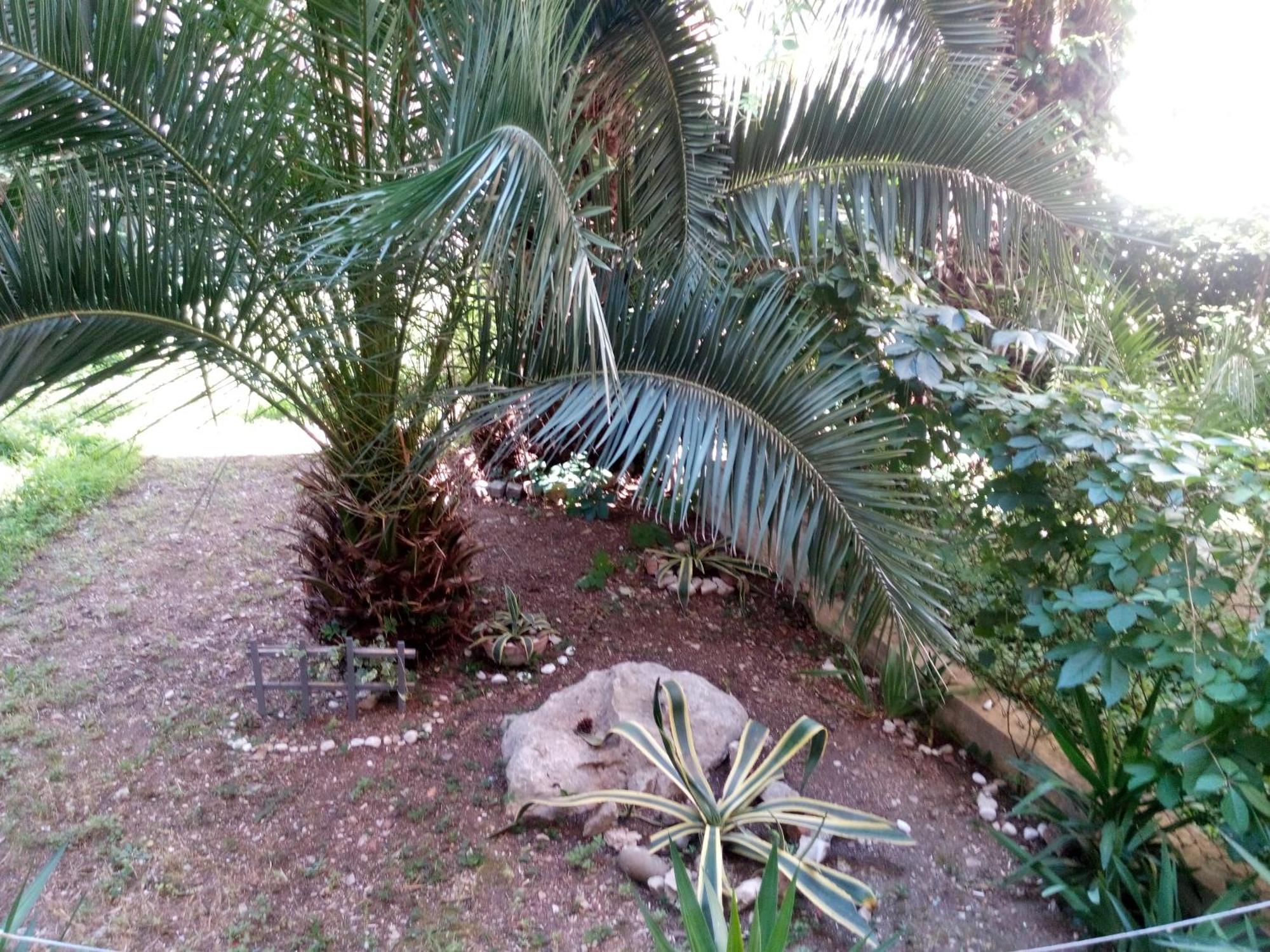 Crvena Orhideja Split